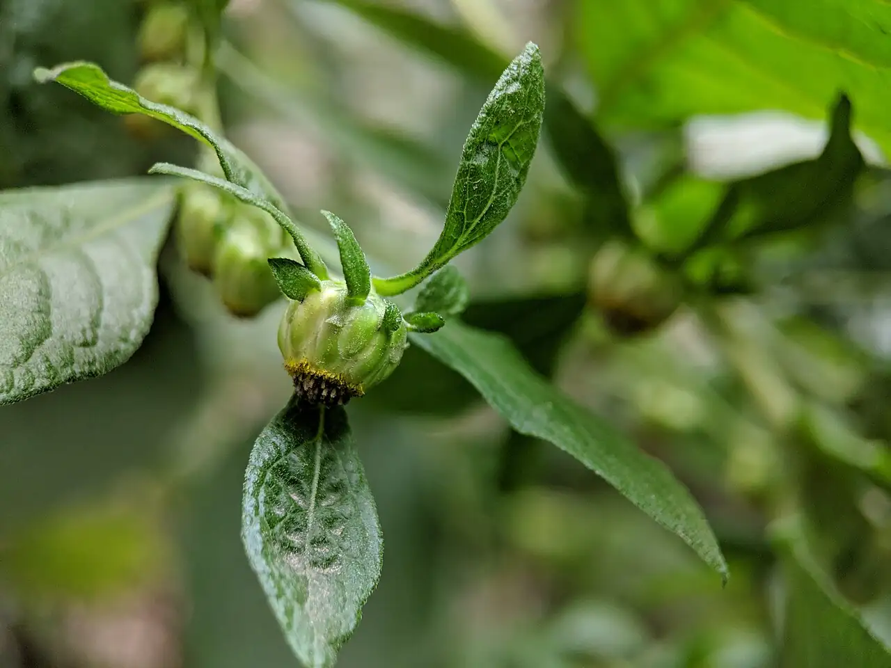 天名精 (Carpesium abrotanoides) — 环境展示