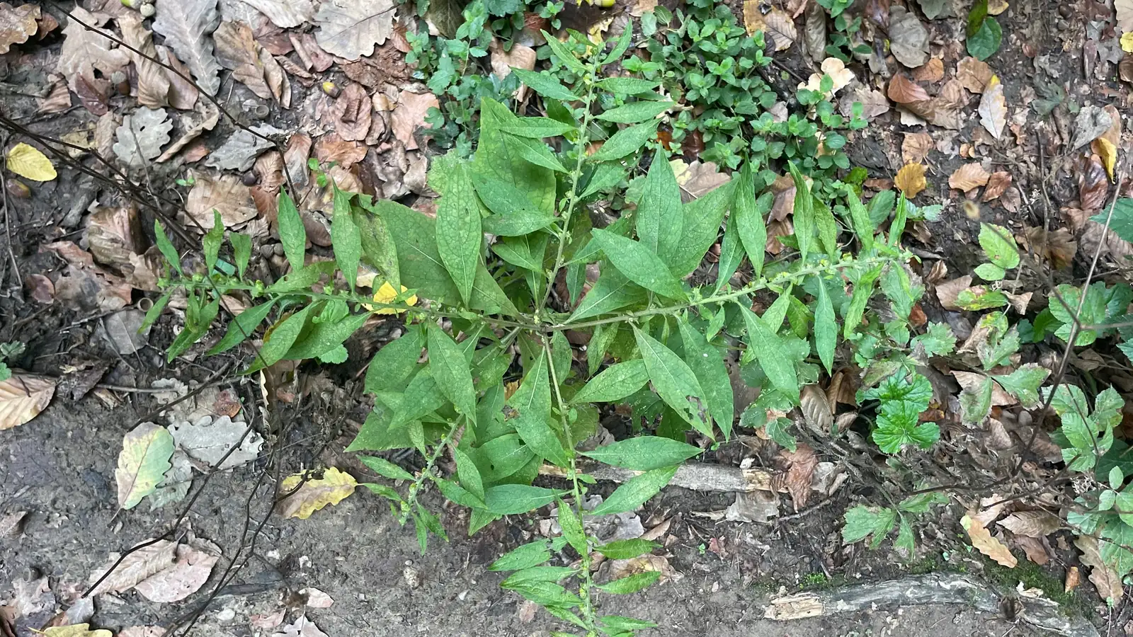 天名精 (Carpesium abrotanoides) — 更多视角