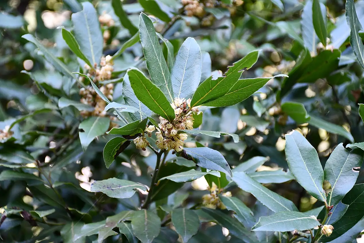 月桂 (Laurus nobilis) 养护 – Oasislink