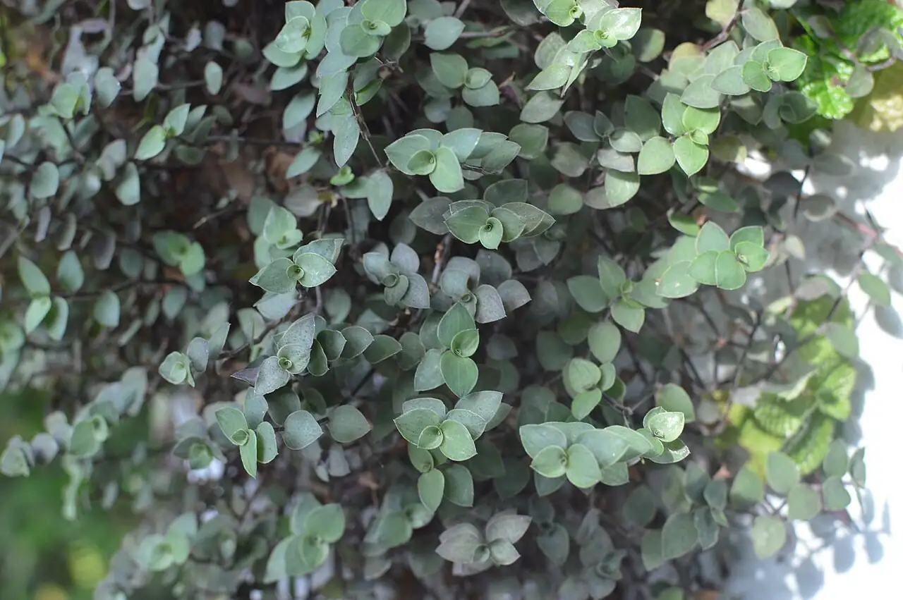 千叶吊兰 (Muehlenbeckia complexa) — 更多视角