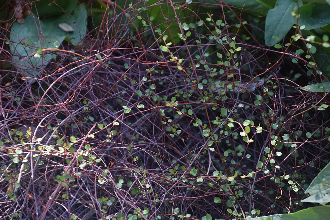 千叶吊兰 (Muehlenbeckia complexa) — 更多视角