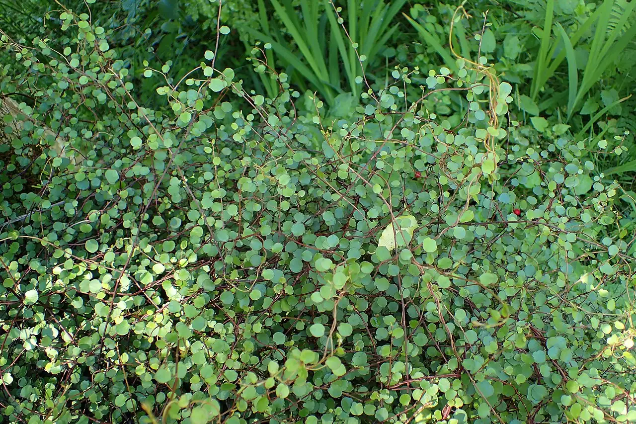 千叶吊兰 (Muehlenbeckia complexa) — 更多视角