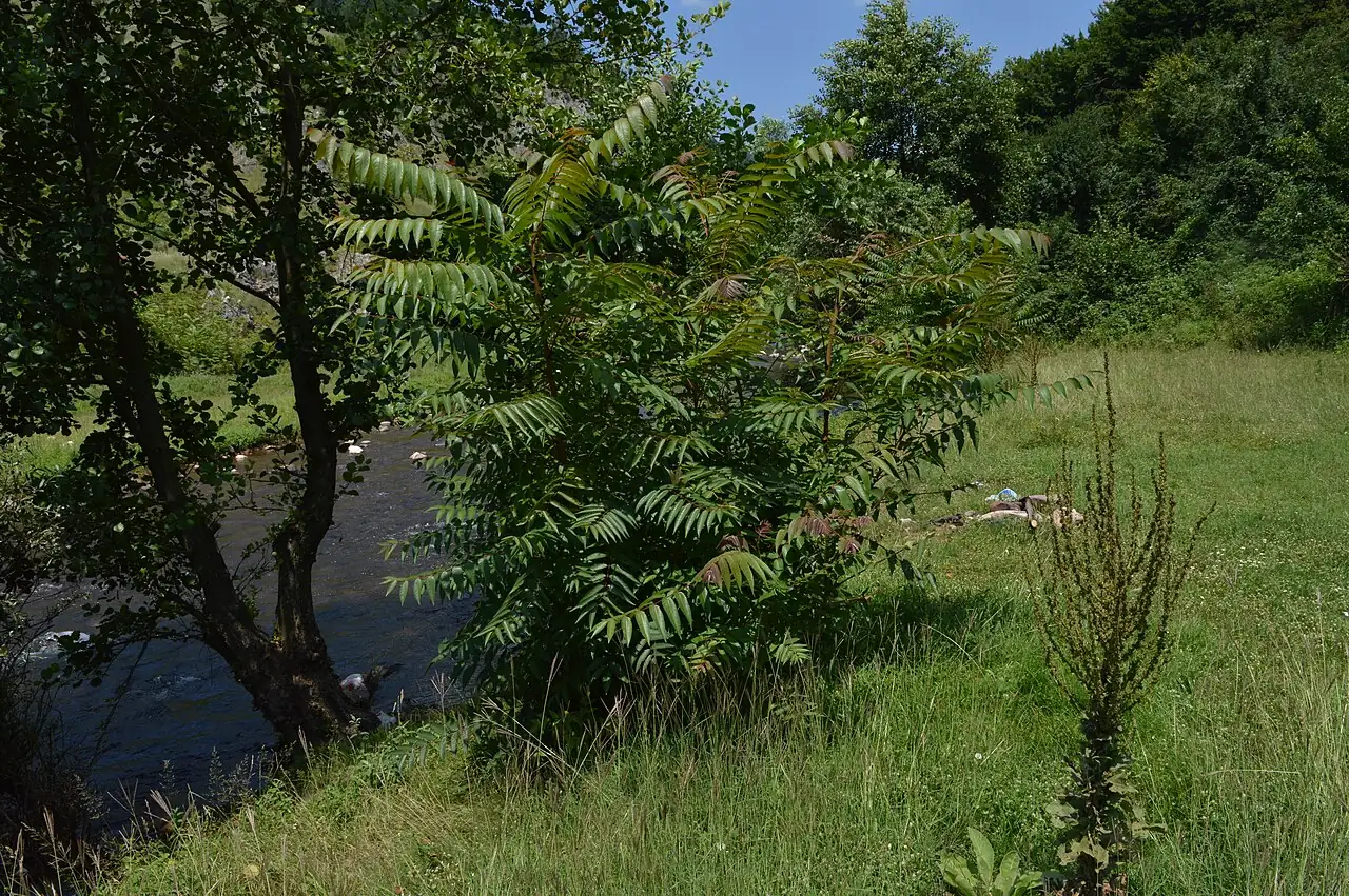 Tree-of-heaven (Ailanthus altissima) — additional view
