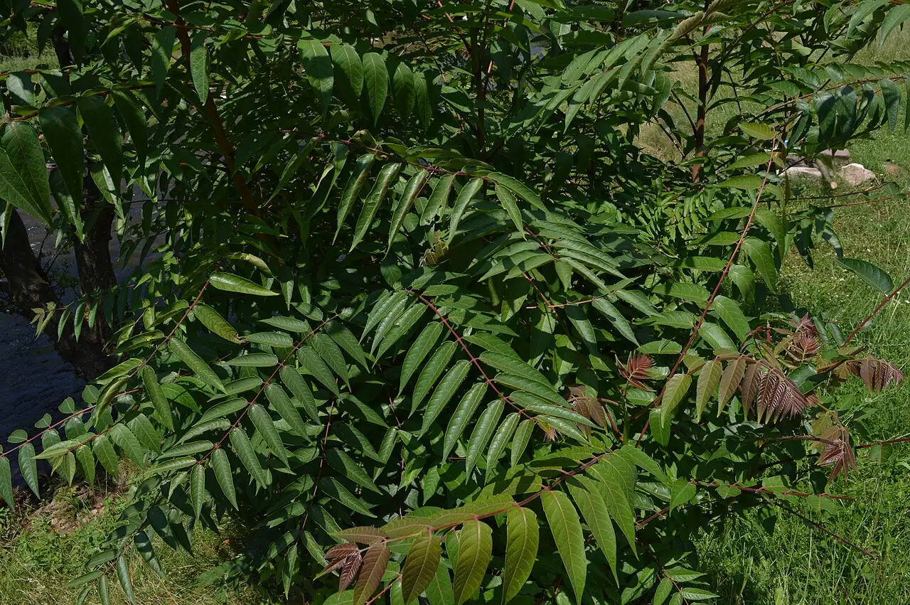 Tree-of-heaven (Ailanthus altissima) — additional view