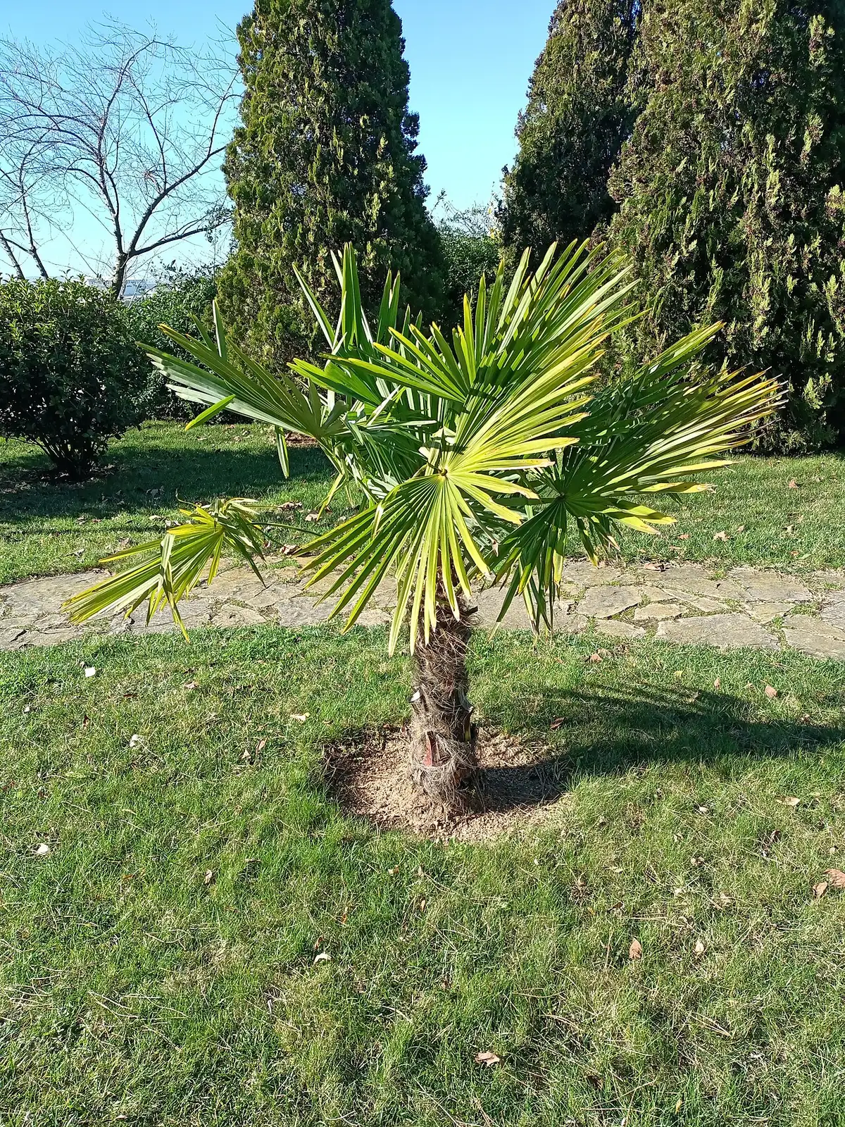 棕榈 (Trachycarpus fortunei) — 更多视角