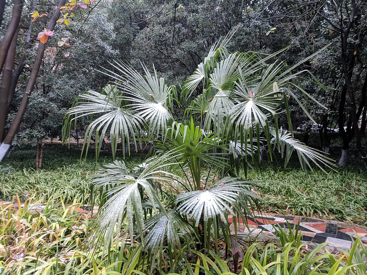 棕榈 (Trachycarpus fortunei) — 环境展示