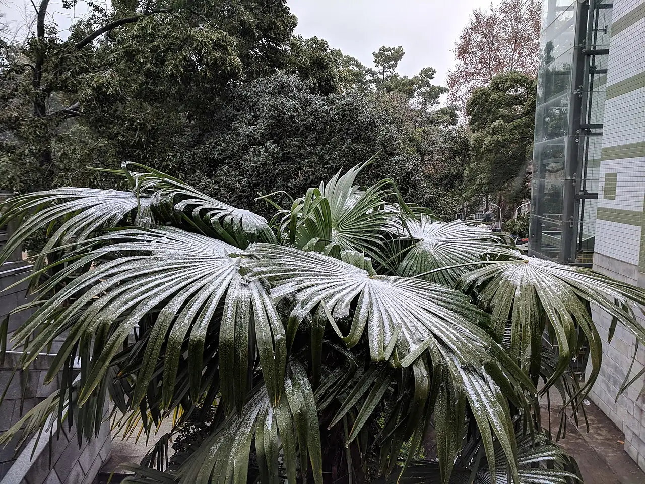棕榈 (Trachycarpus fortunei) — 特写