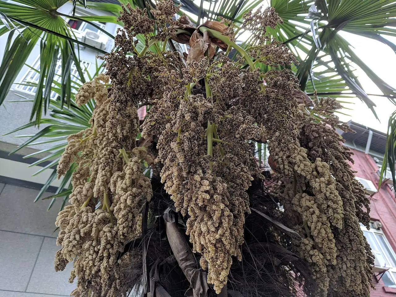 棕榈 (Trachycarpus fortunei) — 更多视角