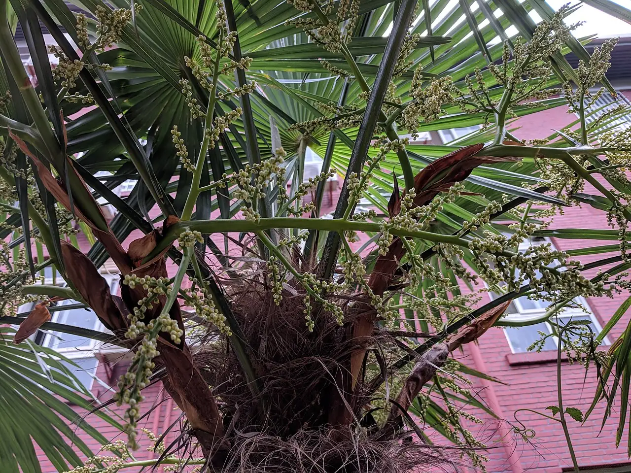 棕榈 (Trachycarpus fortunei) — 更多视角