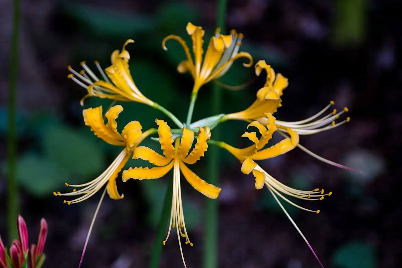 忽地笑 (Lycoris aurea) — 细节