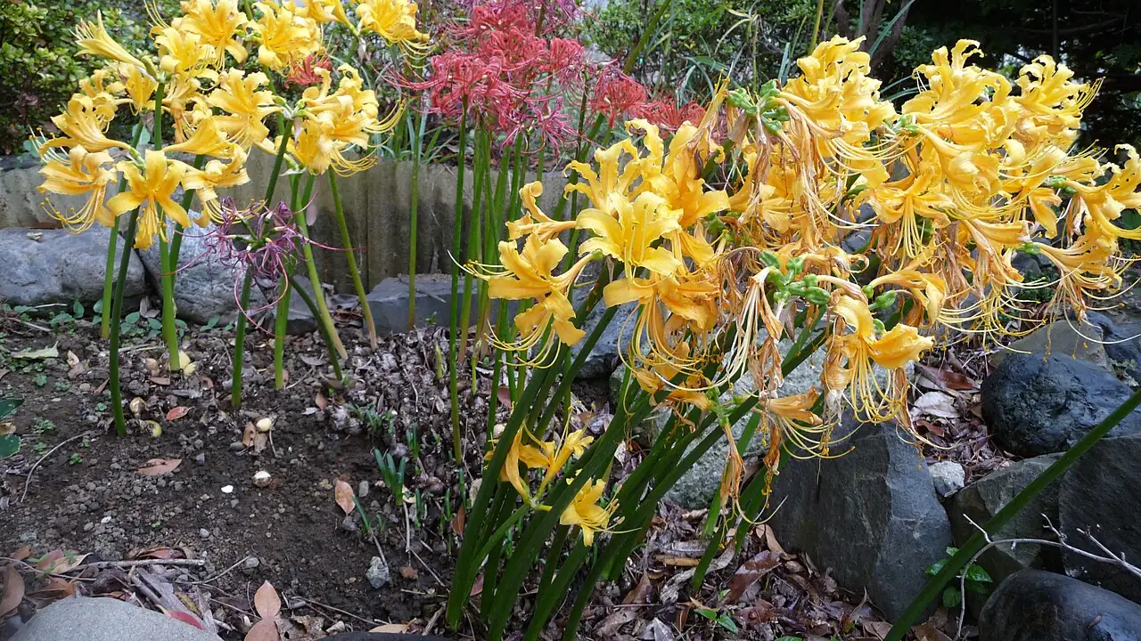 忽地笑 (Lycoris aurea) — 特写