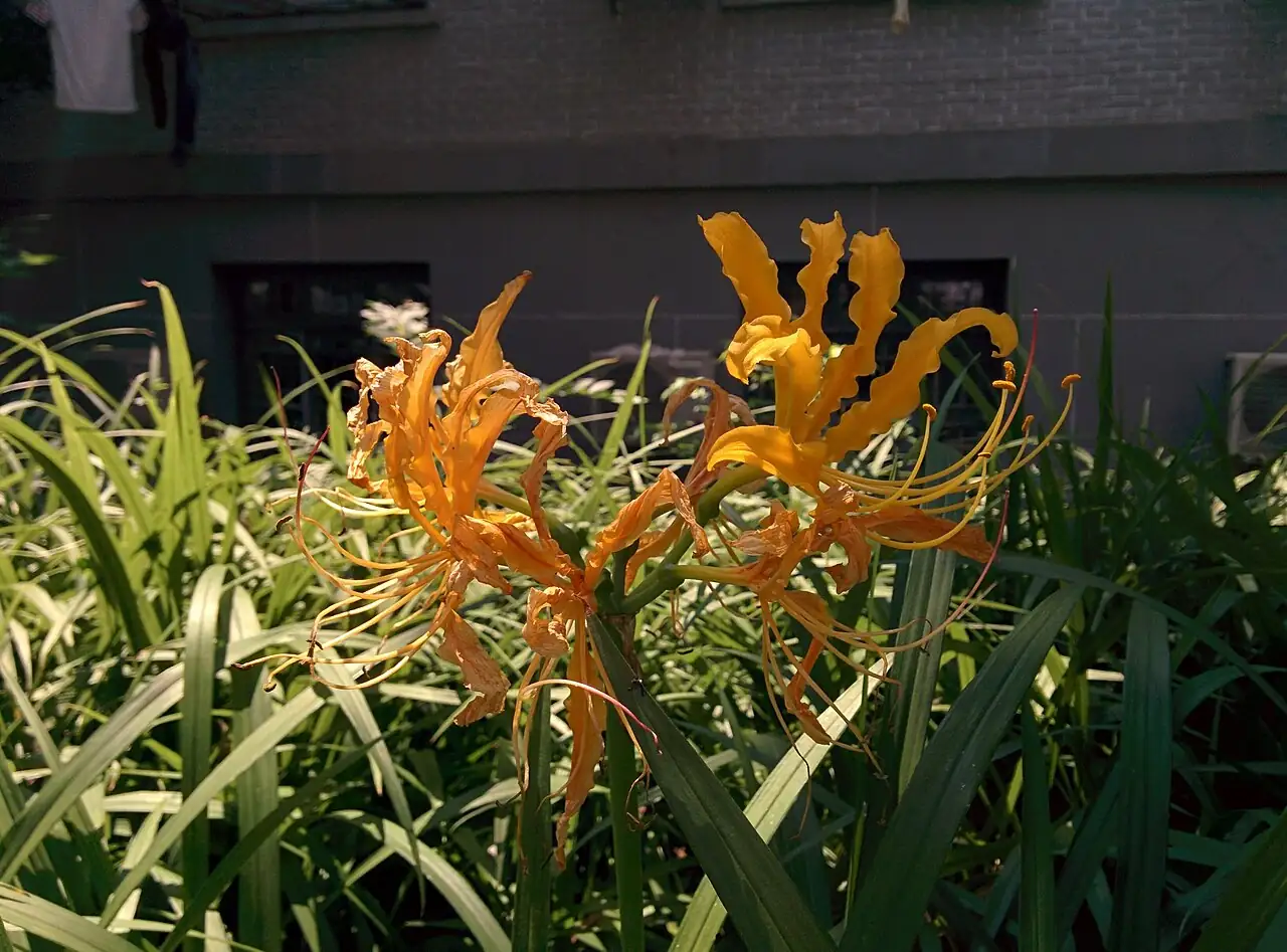 忽地笑 (Lycoris aurea) — 环境展示