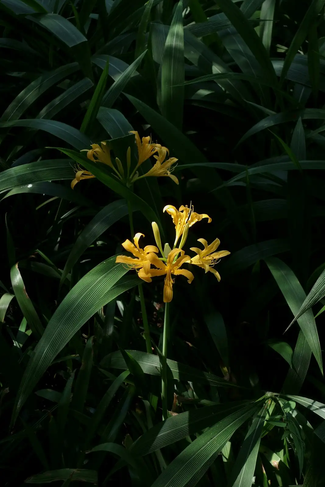 忽地笑 (Lycoris aurea) — 更多视角