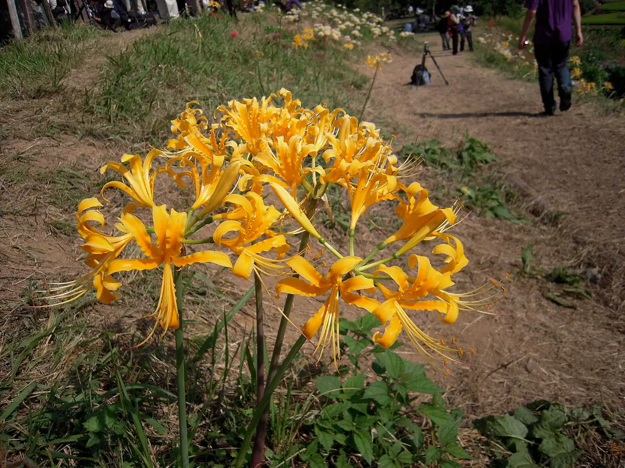 忽地笑 (Lycoris aurea) — 更多视角