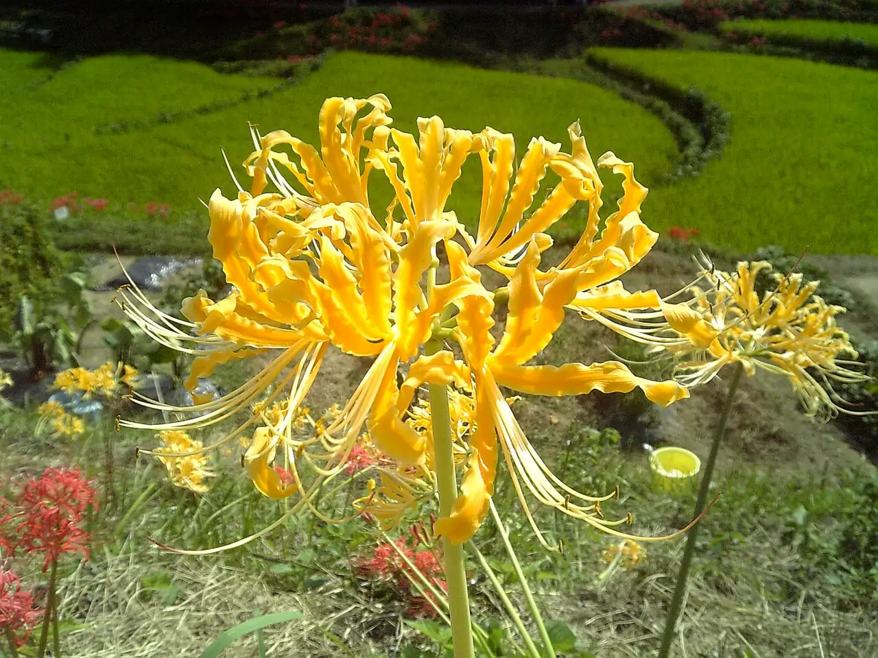 忽地笑 (Lycoris aurea) — 更多视角