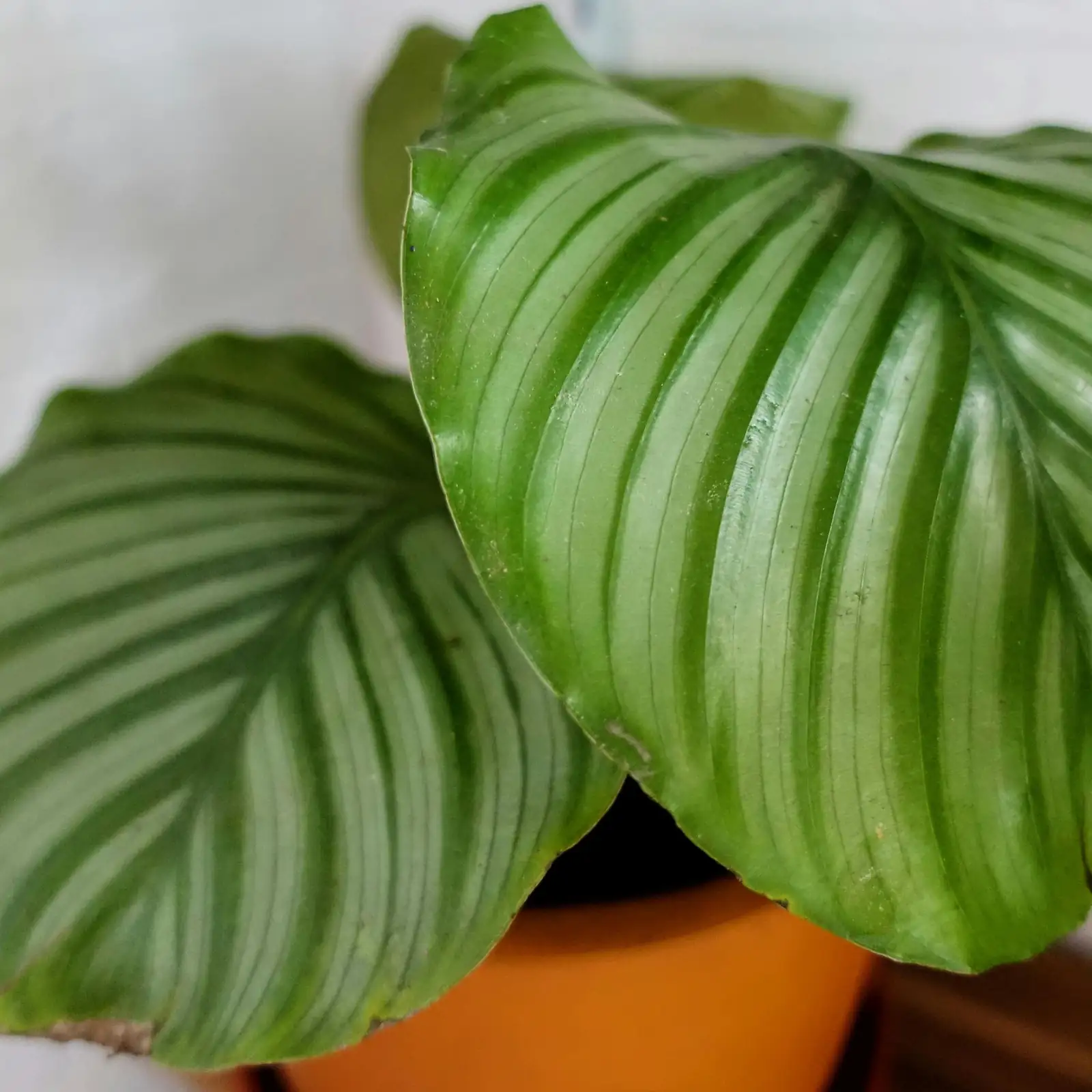 孔雀竹芋 (Goeppertia makoyana) — 特写