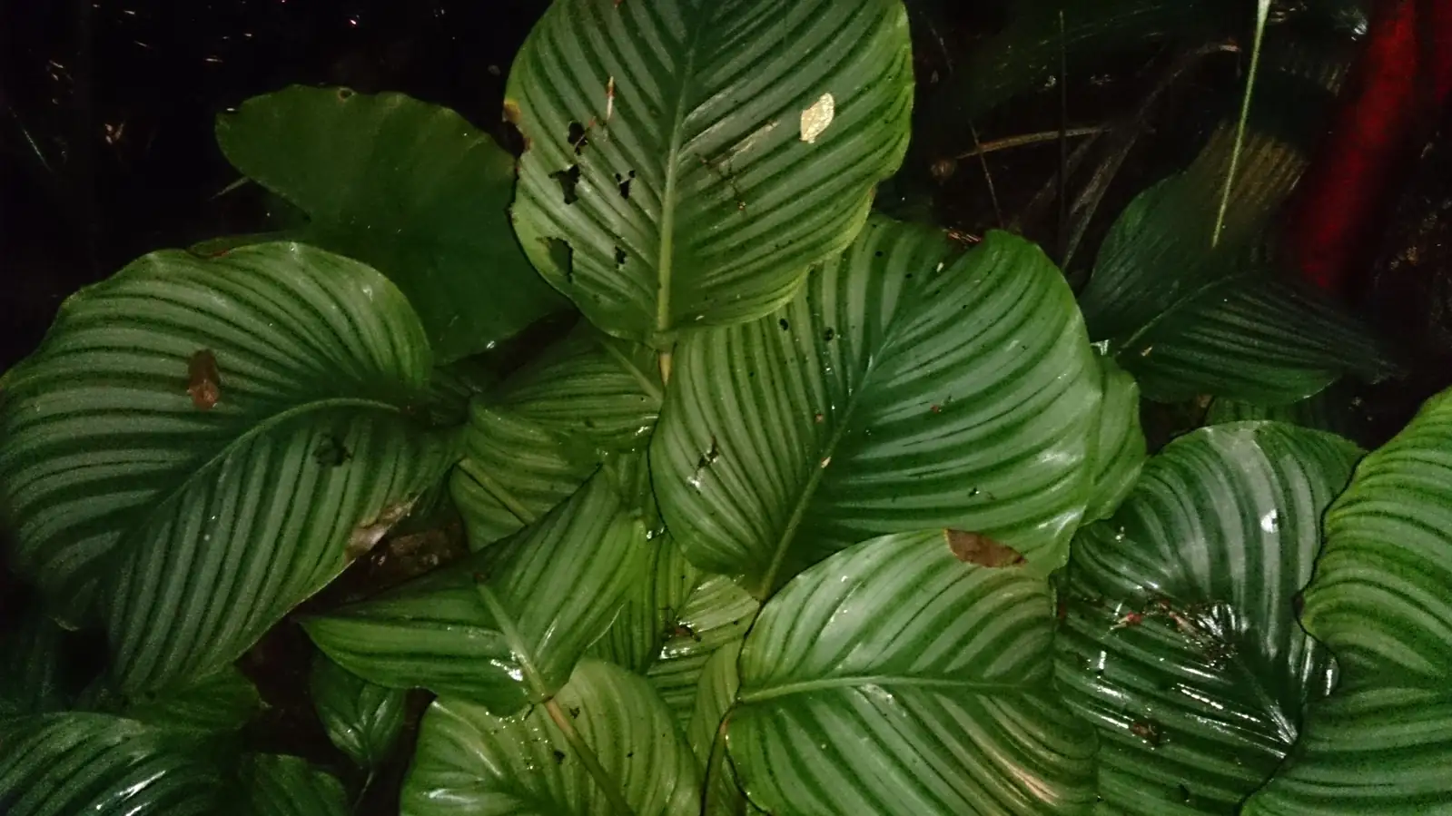 孔雀竹芋 (Goeppertia makoyana) — 环境展示