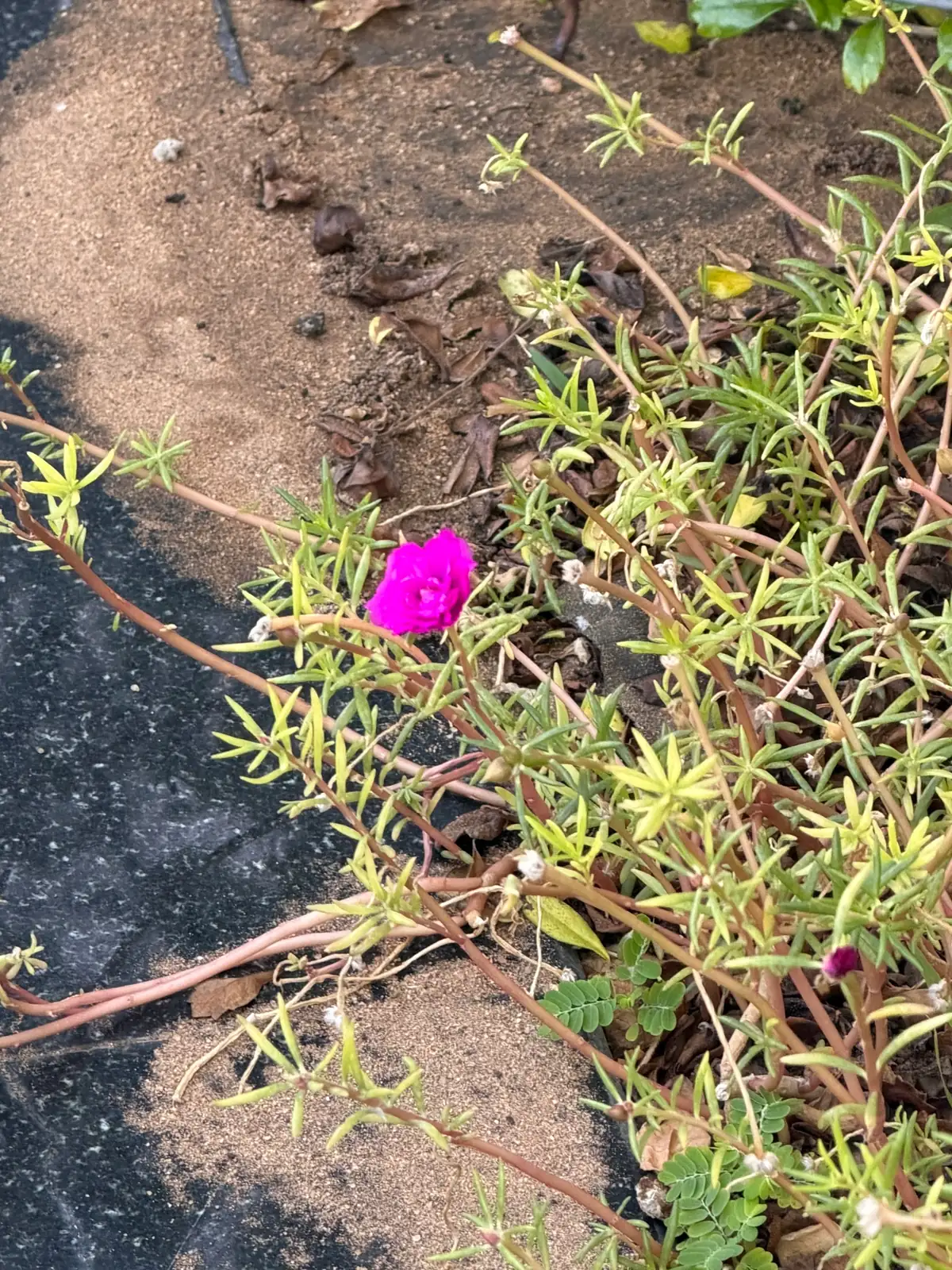 半支莲 (Portulaca grandiflora) — 特写