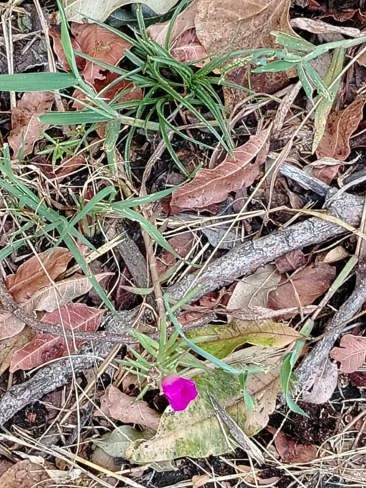 半支莲 (Portulaca grandiflora) — 环境展示