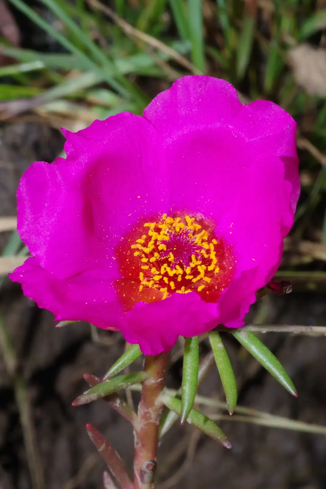 半支莲 (Portulaca grandiflora) — 更多视角