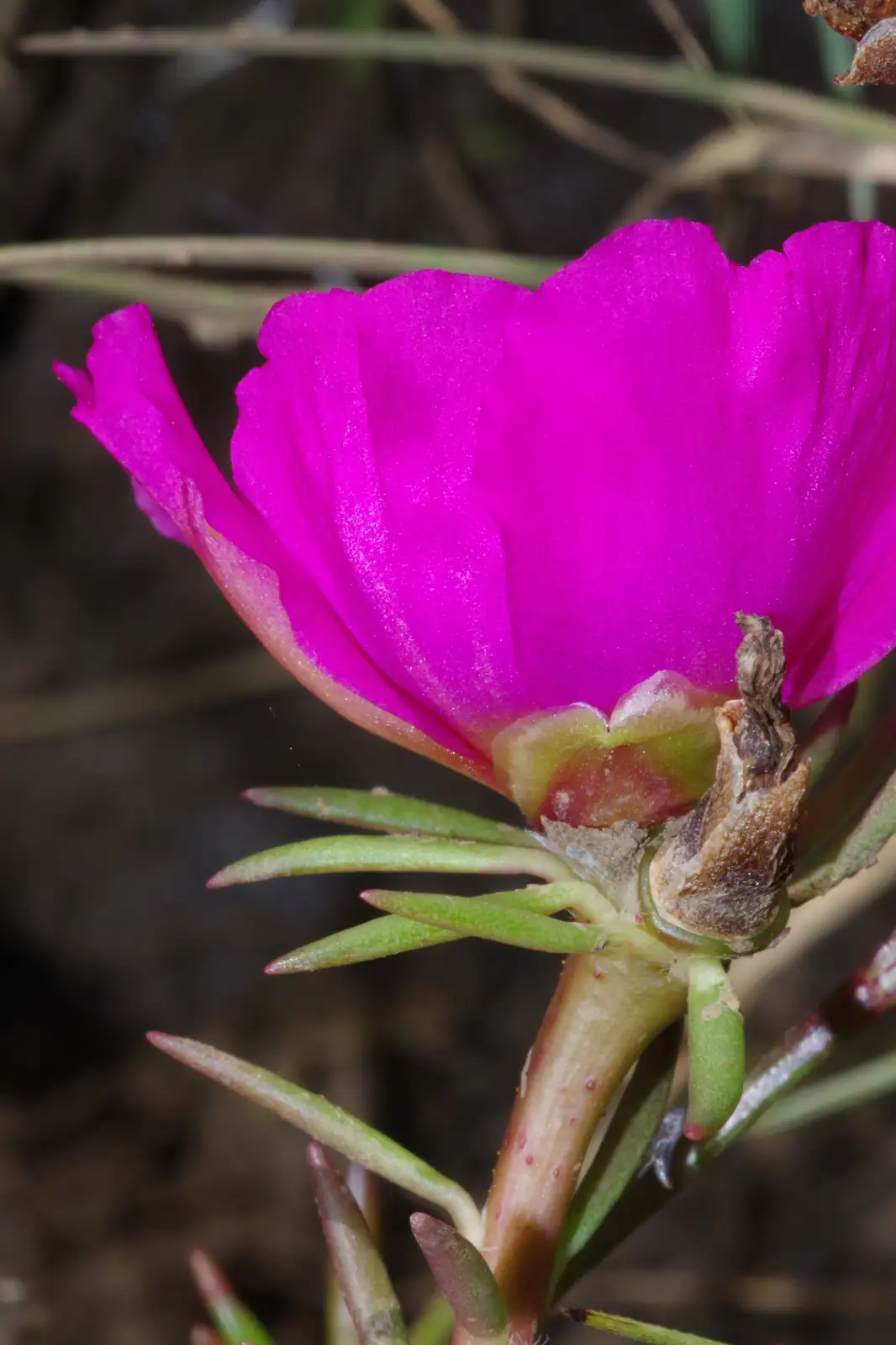 半支莲 (Portulaca grandiflora) — 更多视角