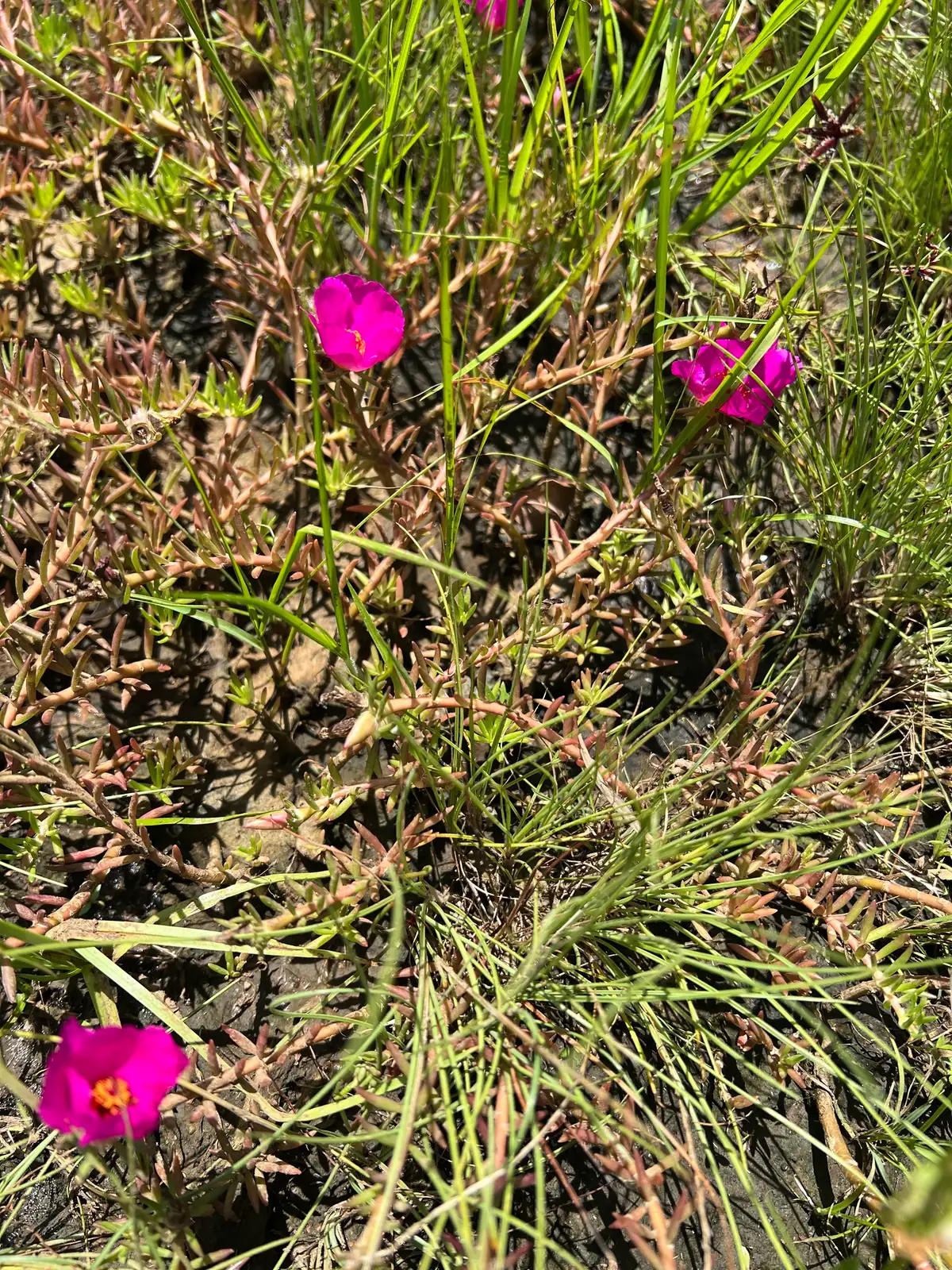 半支莲 (Portulaca grandiflora) — 更多视角