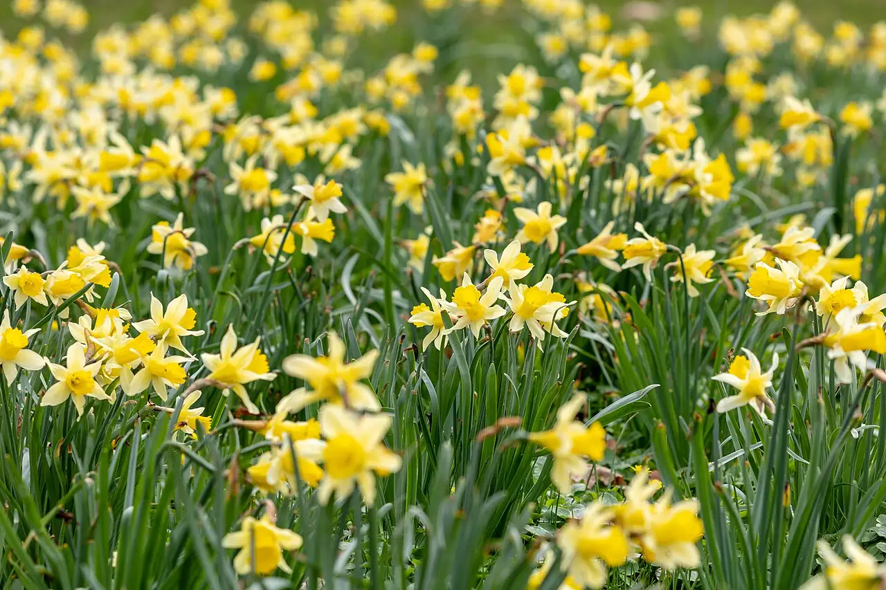 洋水仙 (Narcissus pseudonarcissus) — 特写