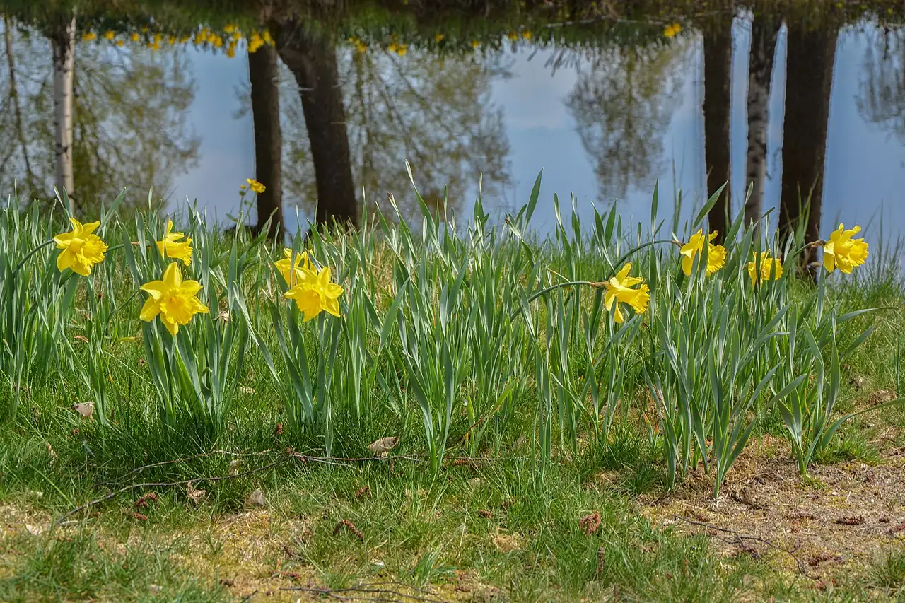 洋水仙 (Narcissus pseudonarcissus) — 更多视角