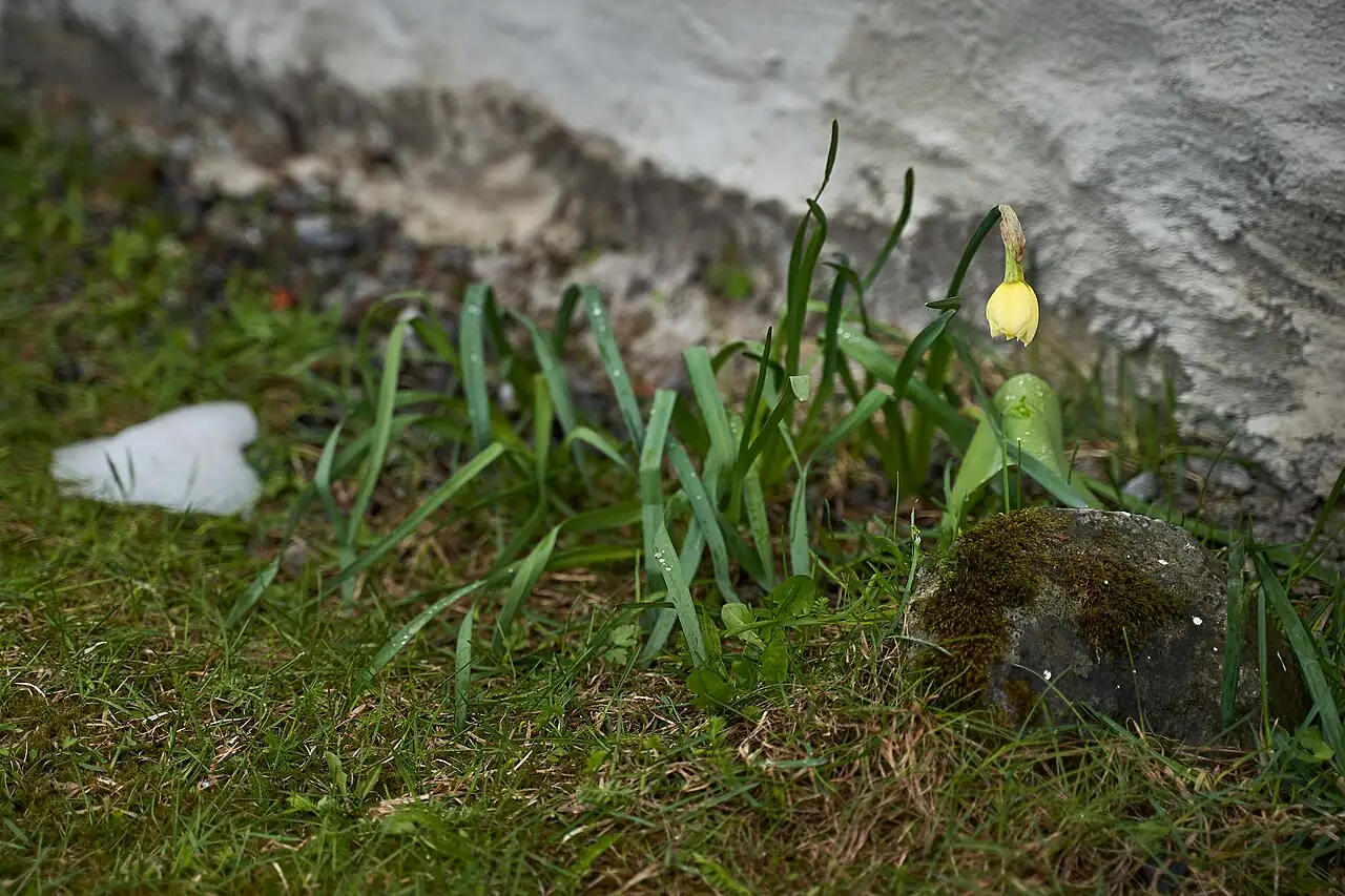 洋水仙 (Narcissus pseudonarcissus) — 更多视角