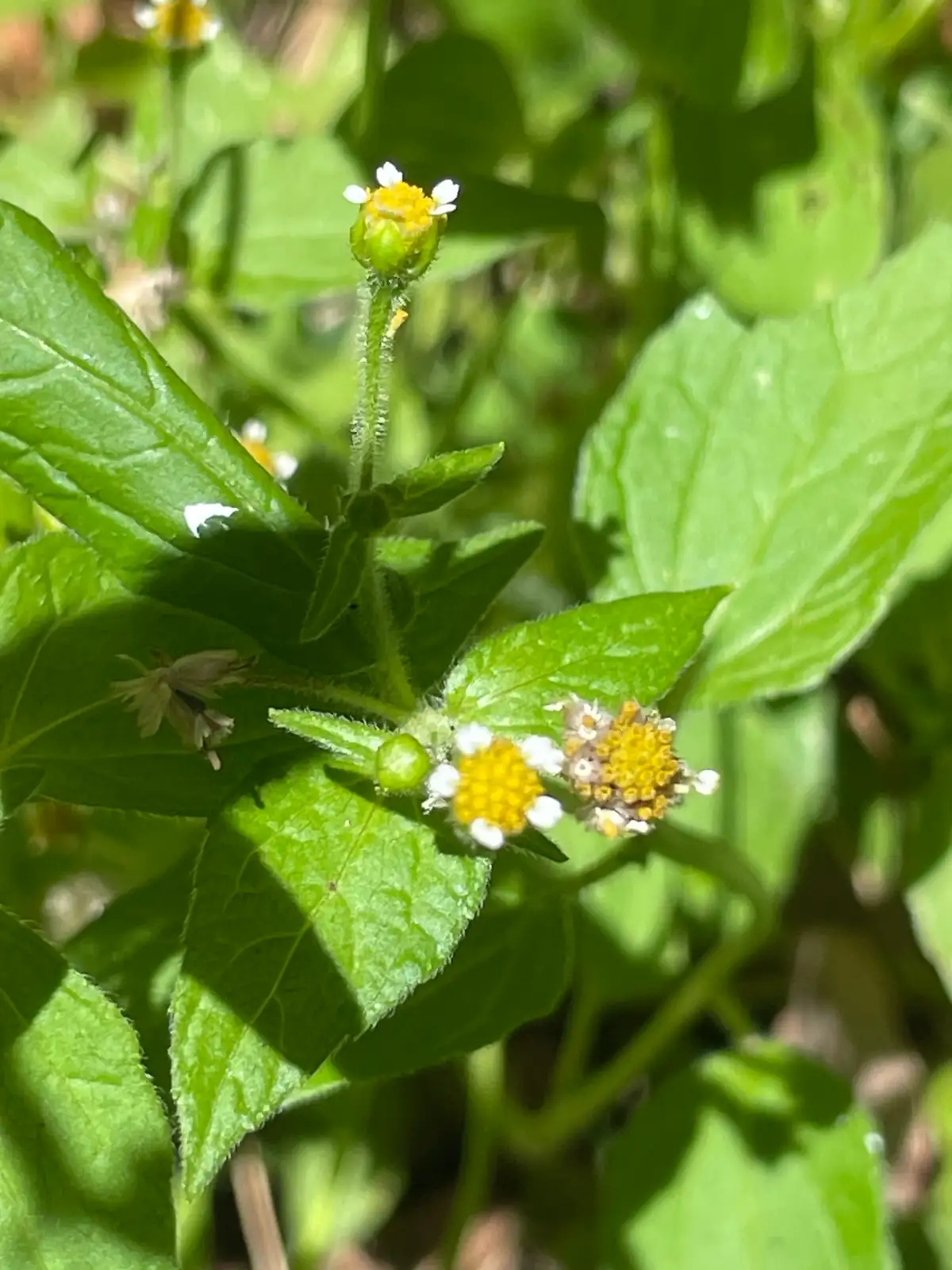 Gallant Soldier (Galinsoga parviflora) — additional view
