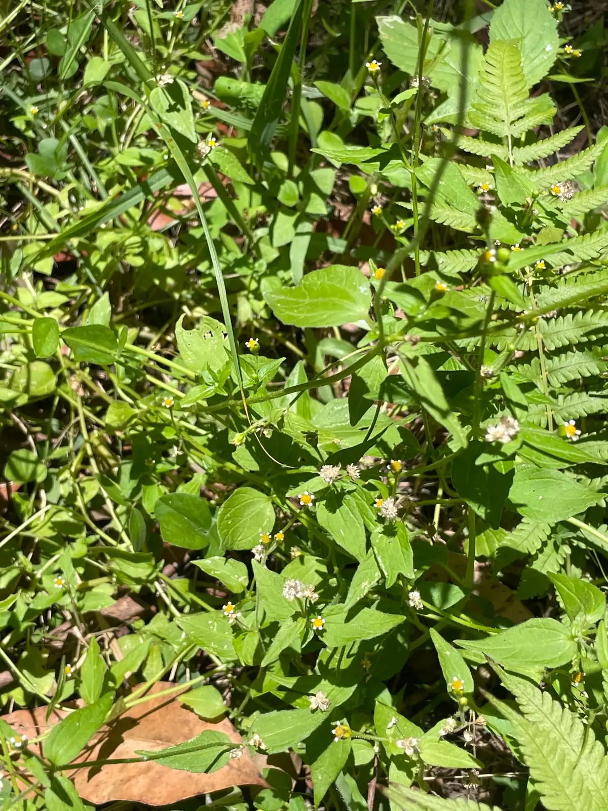 Gallant Soldier (Galinsoga parviflora) — additional view