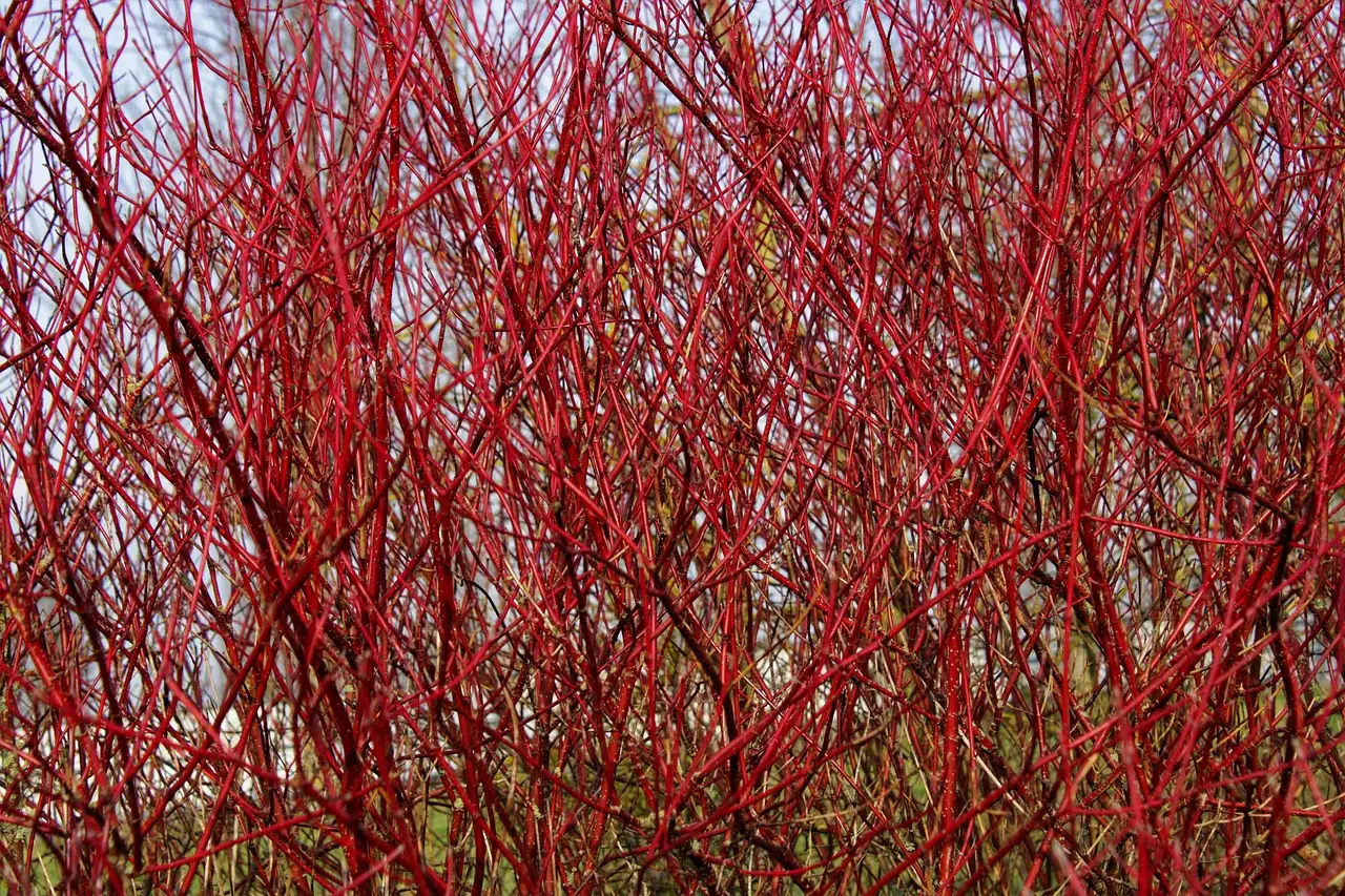 Tatarian Dogwood (Cornus alba) — main view