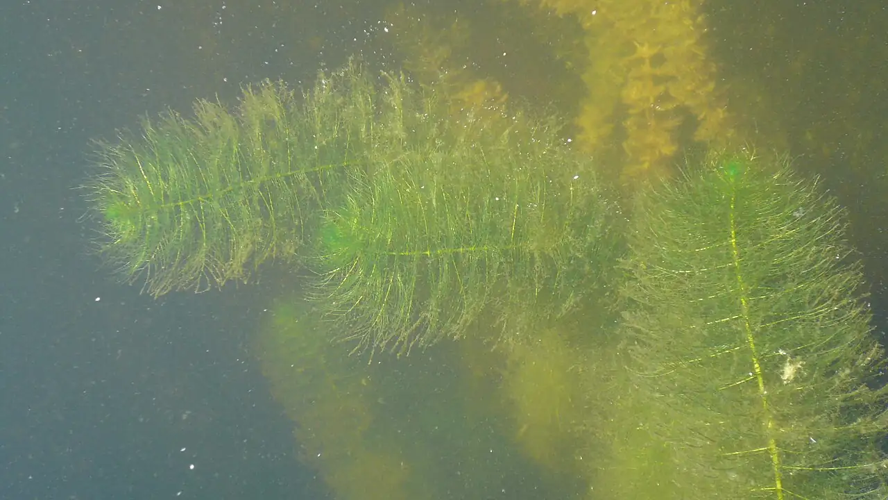 狐尾藻 (Myriophyllum verticillatum) — 细节