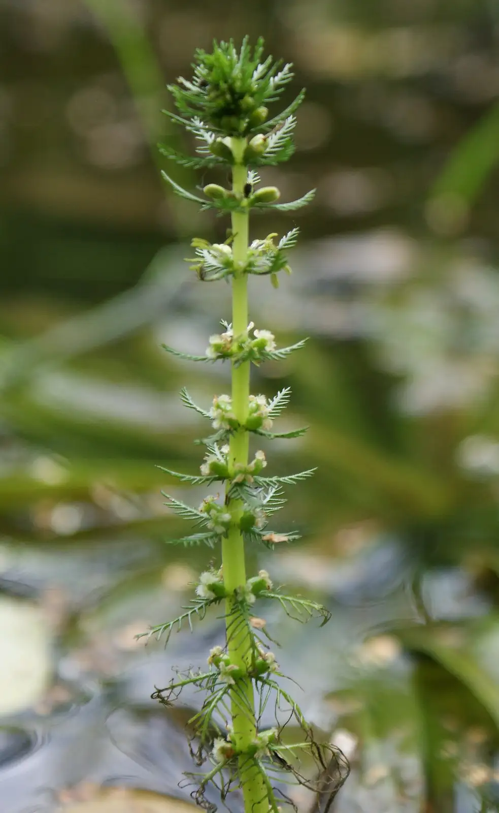 狐尾藻 (Myriophyllum verticillatum) — 特写