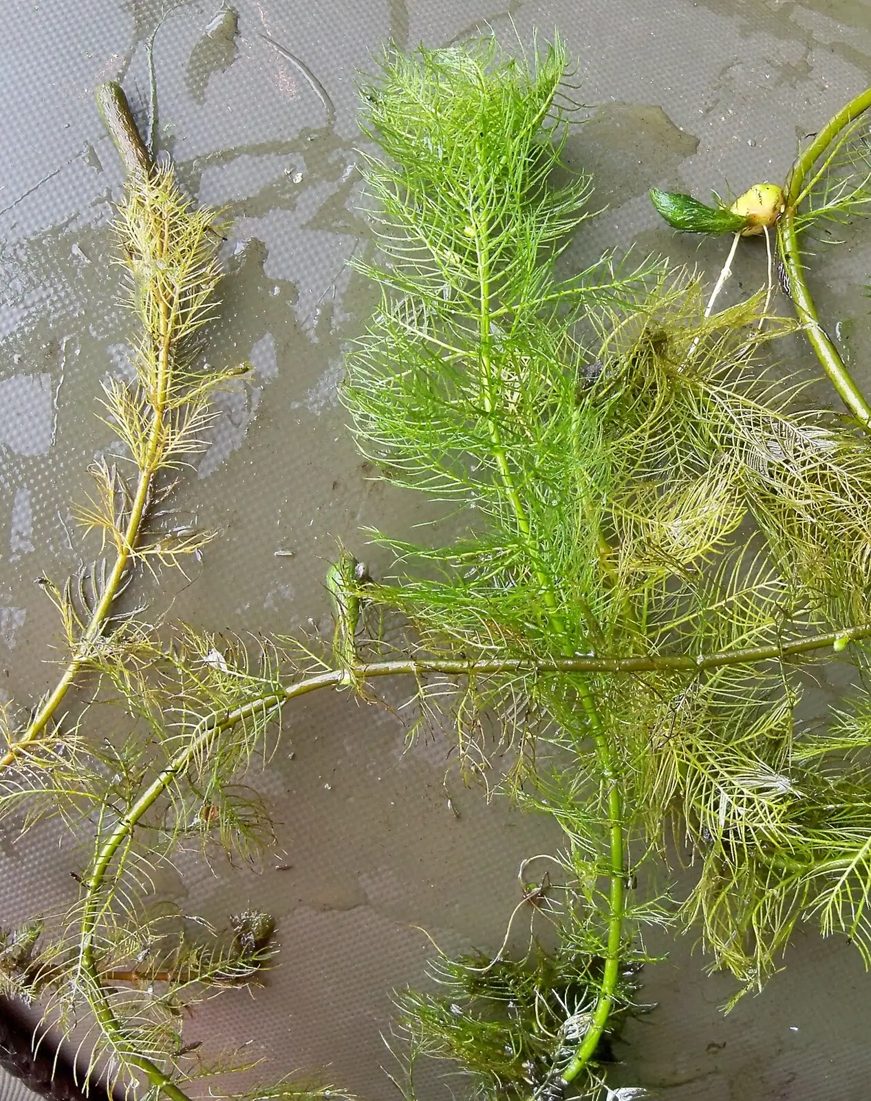 狐尾藻 (Myriophyllum verticillatum) — 环境展示