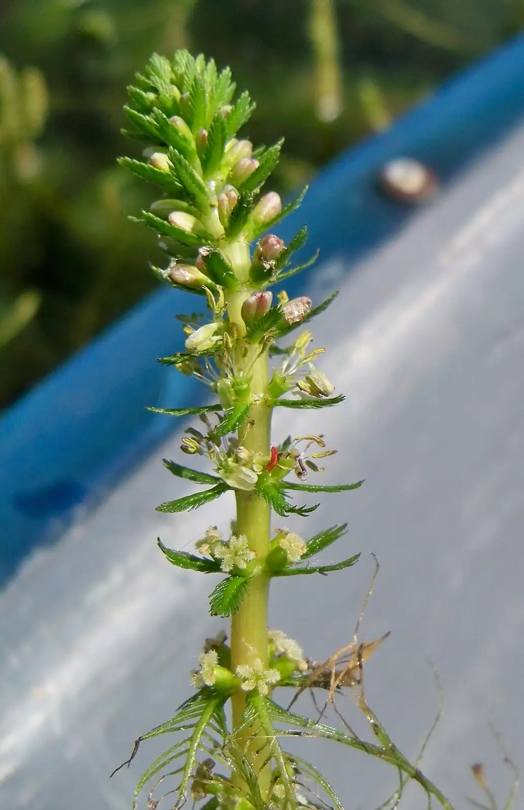 狐尾藻 (Myriophyllum verticillatum) — 更多视角