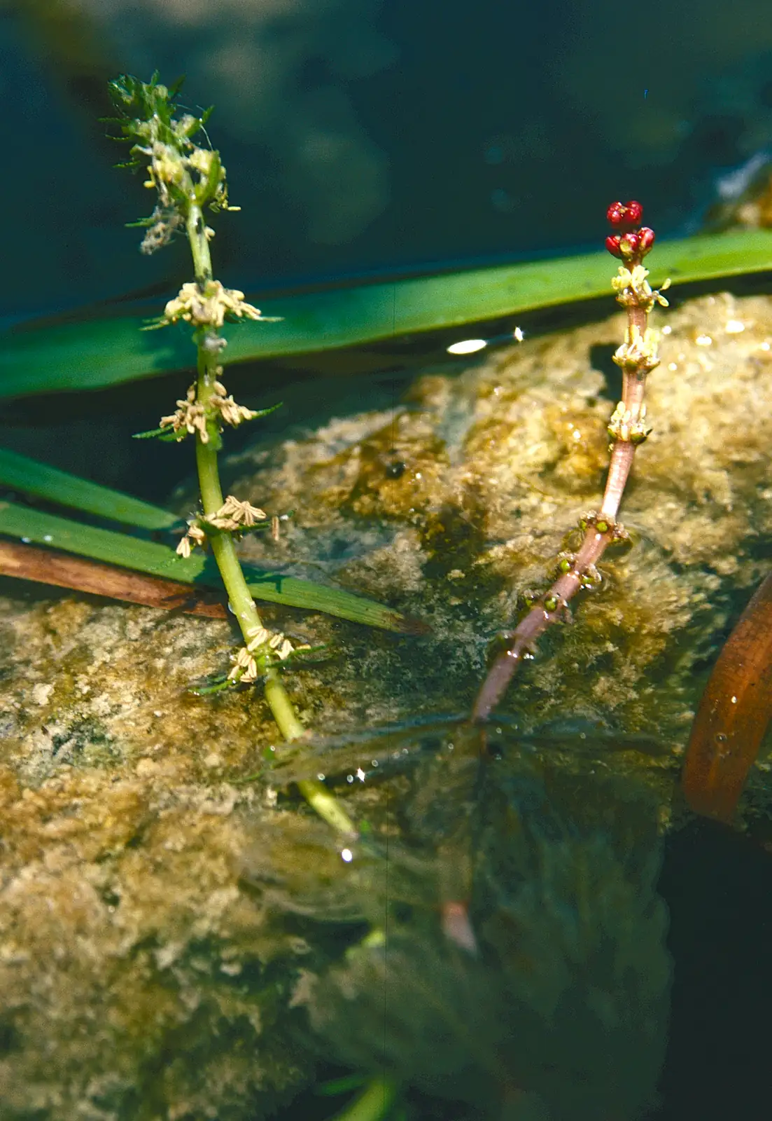 狐尾藻 (Myriophyllum verticillatum) — 更多视角