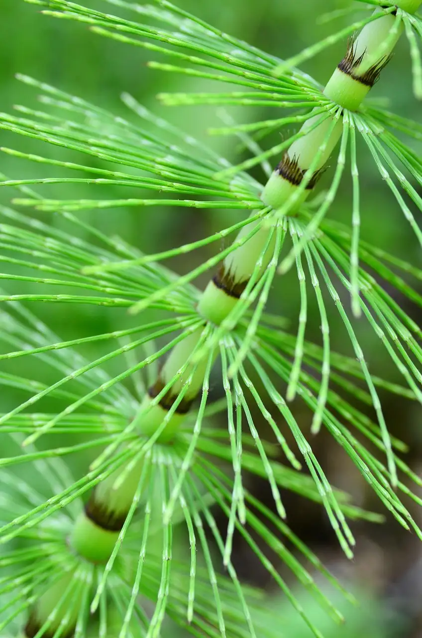 节节草 (Equisetum ramosissimum) — 特写
