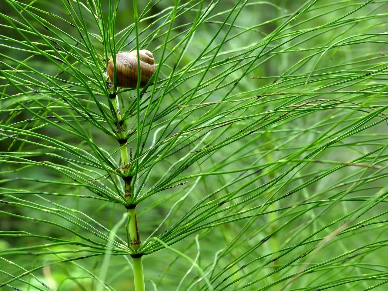 节节草 (Equisetum ramosissimum) — 环境展示