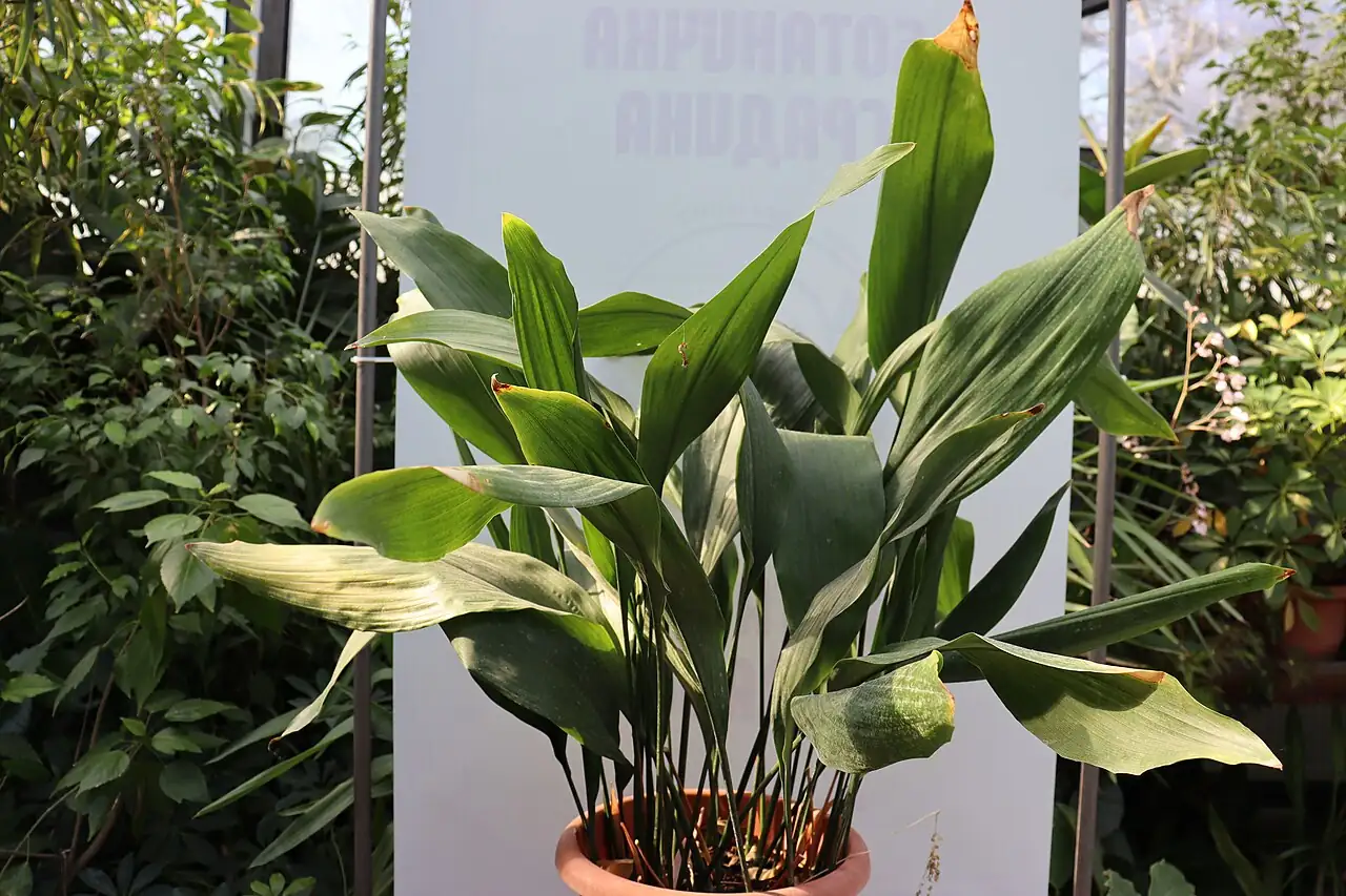 蜘蛛抱蛋 (Aspidistra elatior) — 特写