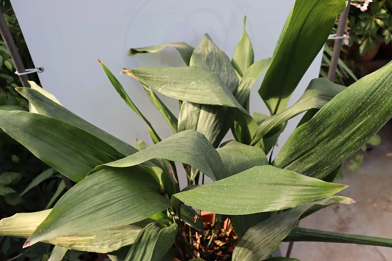 蜘蛛抱蛋 (Aspidistra elatior) — 细节