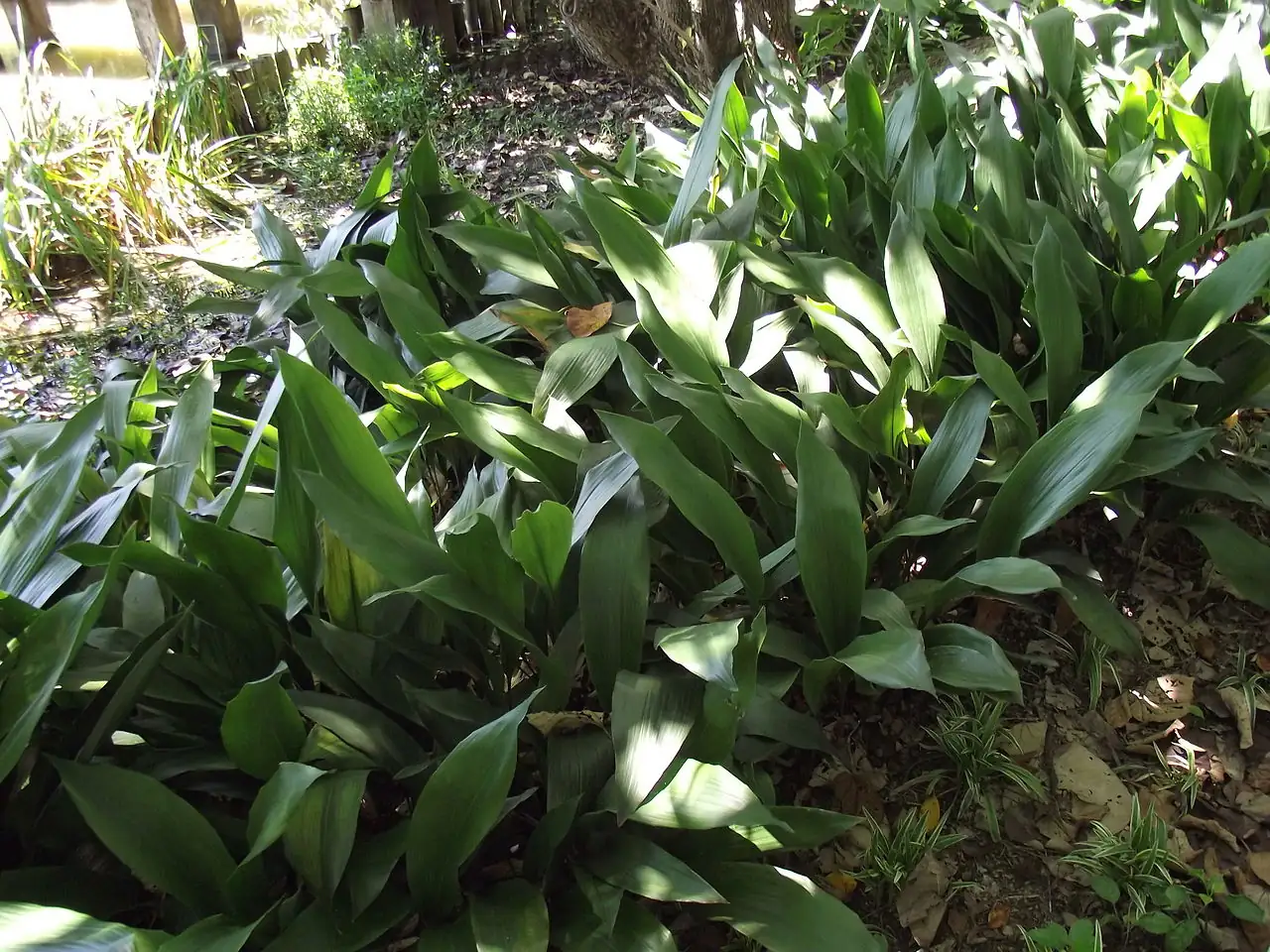 蜘蛛抱蛋 (Aspidistra elatior) — 更多视角