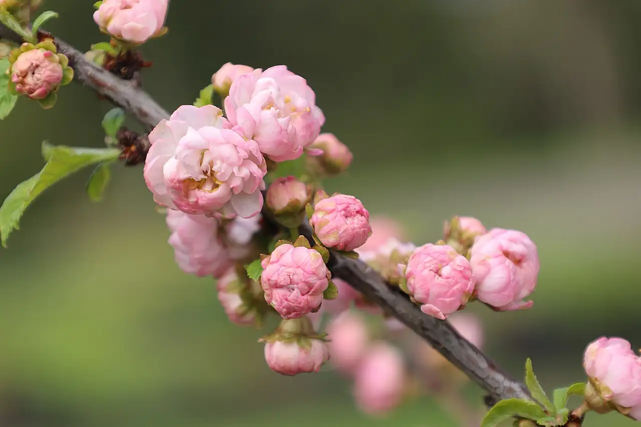 Flowering Almond (Prunus triloba) — close-up