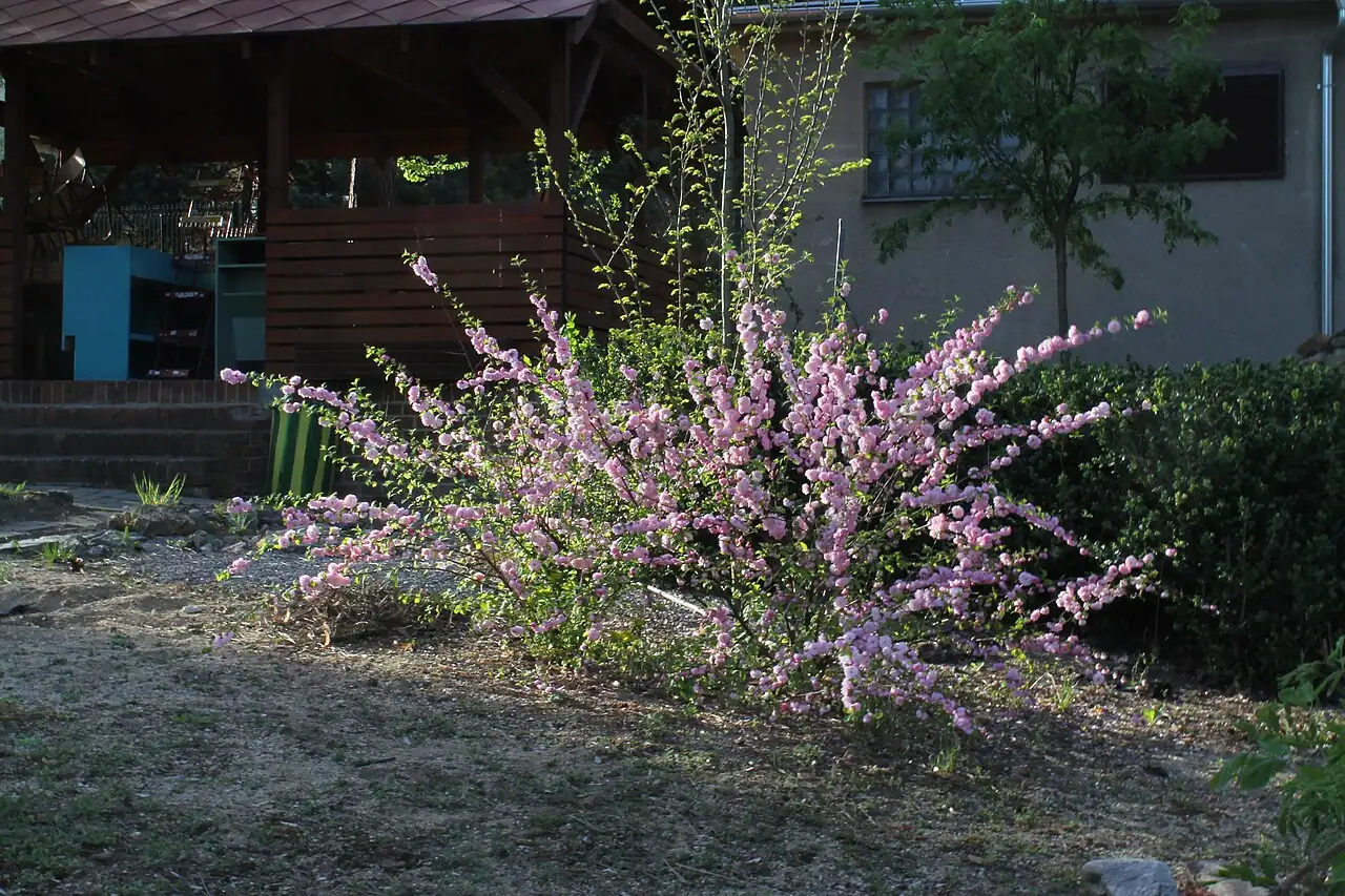 Flowering Almond (Prunus triloba) — additional view