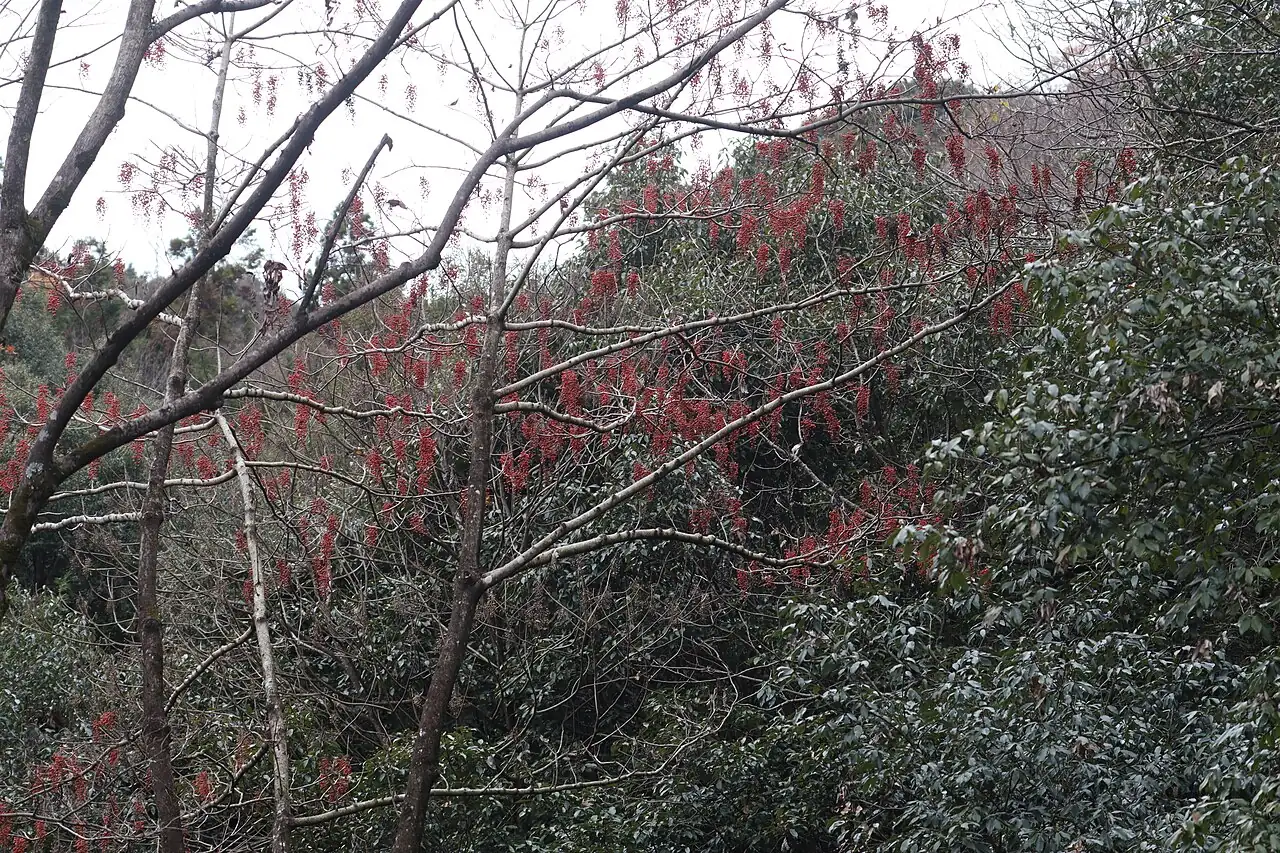 Idesia (Idesia polycarpa) — in setting