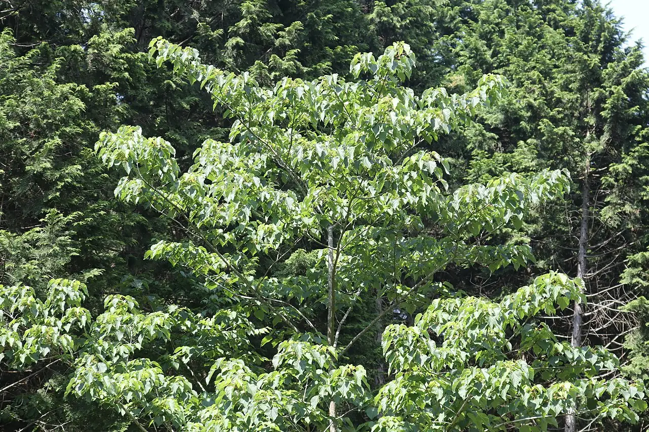 Idesia (Idesia polycarpa) — close-up