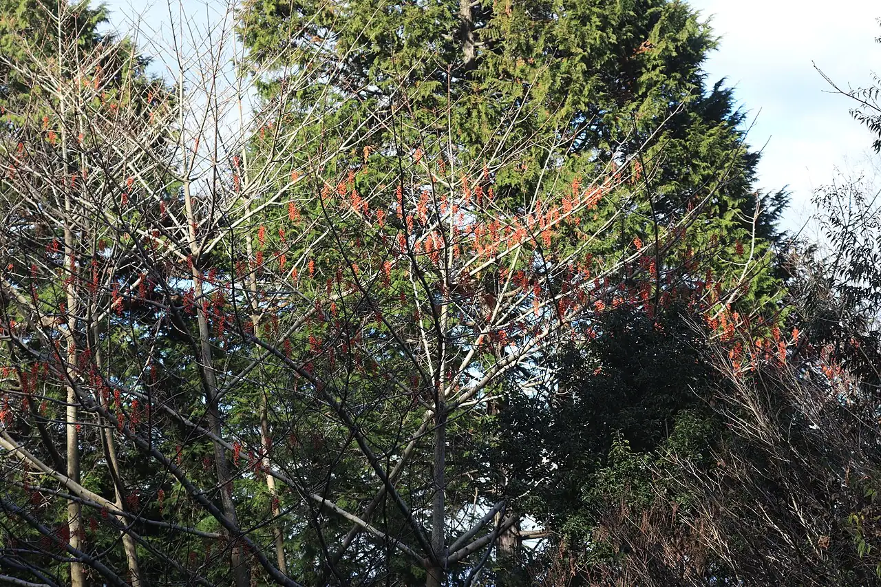 Idesia (Idesia polycarpa) — additional view