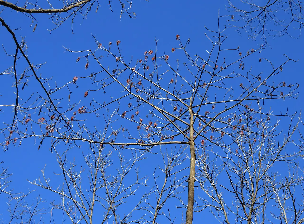 Idesia (Idesia polycarpa) — additional view