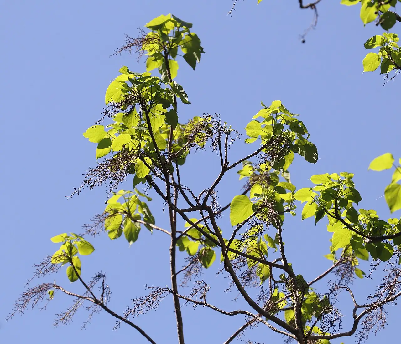 Idesia (Idesia polycarpa) — detail
