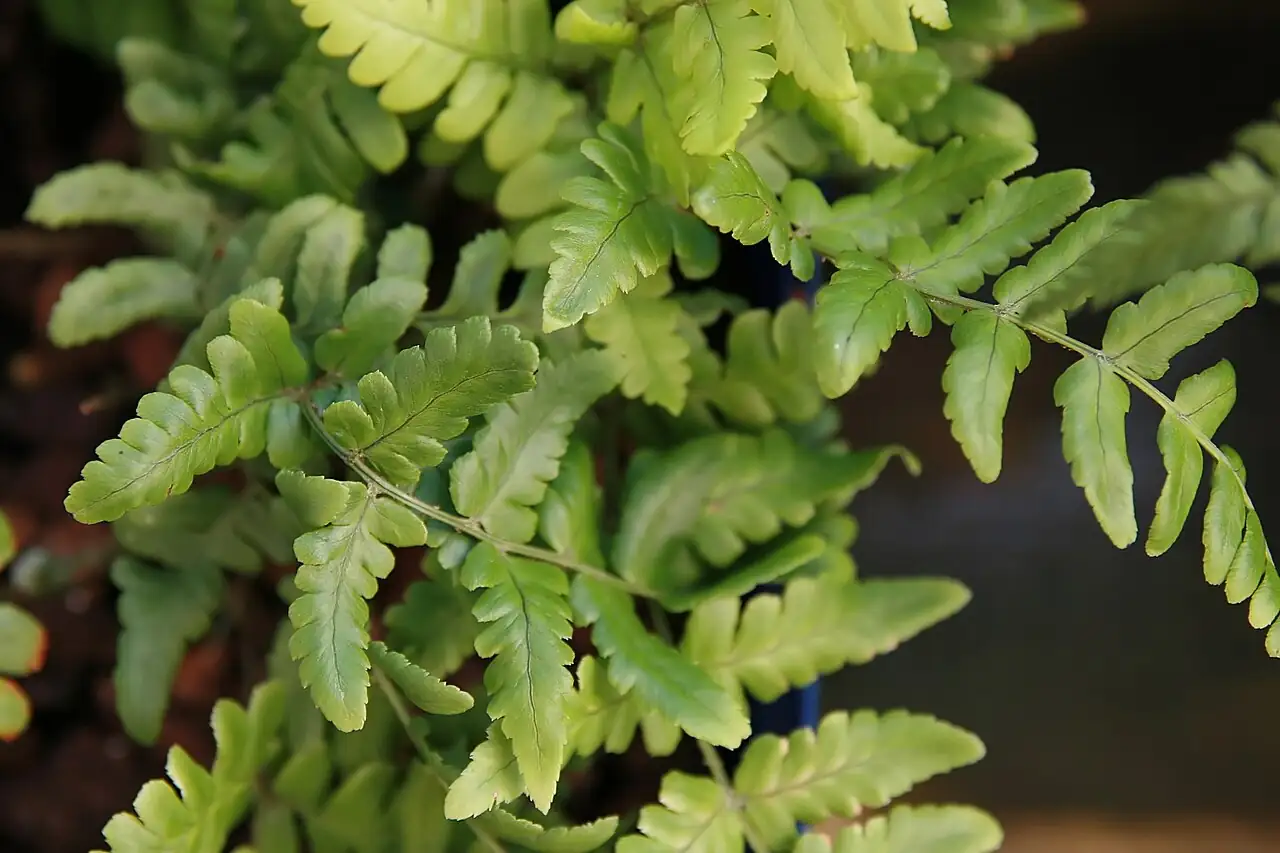 阔鳞鳞毛蕨 (Dryopteris championii) — 特写